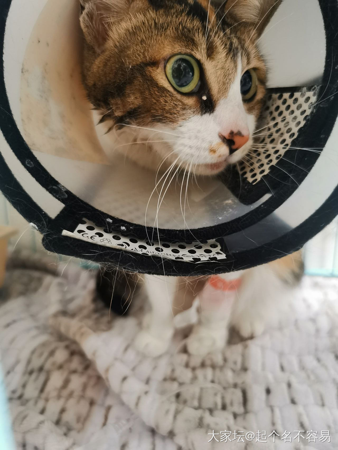 女子用云南白药保险子救小猫一命